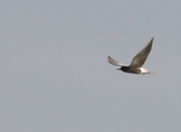 Photo (9): Black Tern