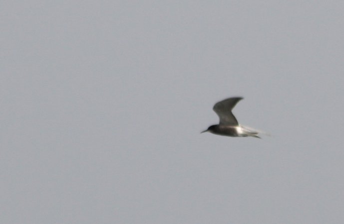 Photo (10): Black Tern