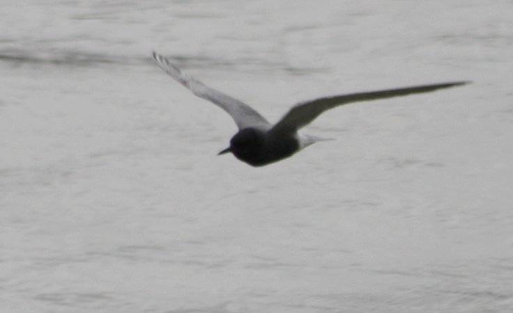Photo (14): Black Tern