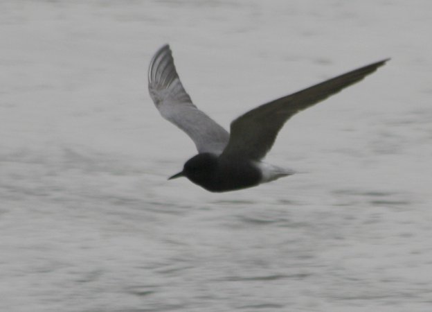Photo (13): Black Tern