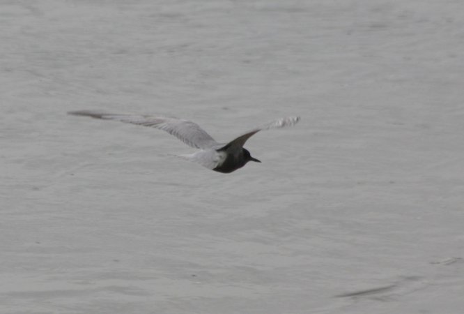 Photo (11): Black Tern