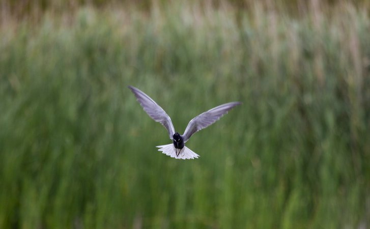 Photo (7): Black Tern