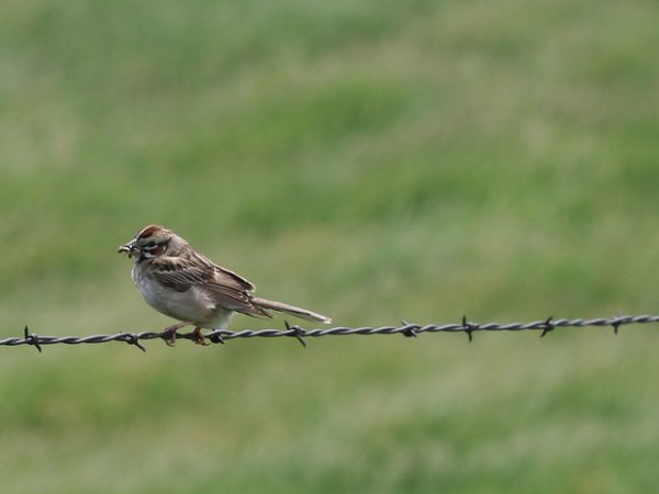 Photo (11): Lark Sparrow