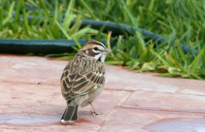 Photo (18): Lark Sparrow