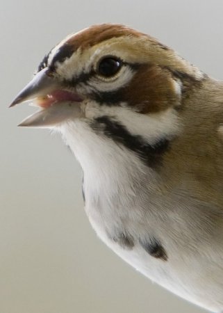 Photo (9): Lark Sparrow