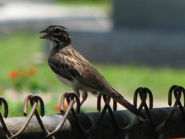 Photo (20): Lark Sparrow