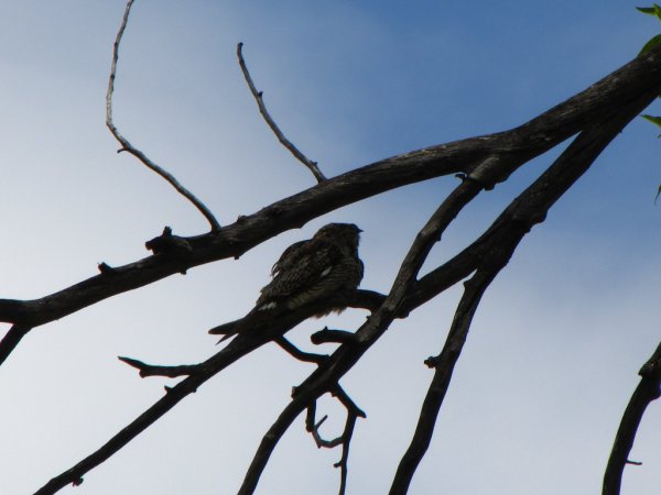 Photo (13): Common Nighthawk