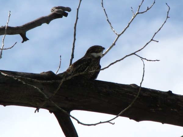 Photo (12): Common Nighthawk
