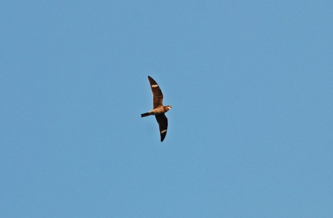 Photo (11): Common Nighthawk