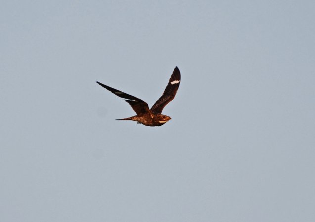 Photo (8): Common Nighthawk