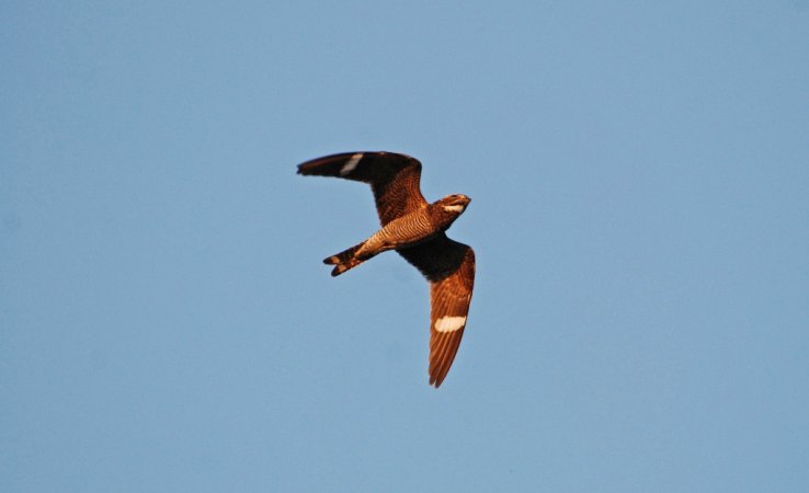 Photo (15): Common Nighthawk