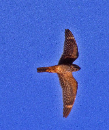 Photo (18): Common Nighthawk