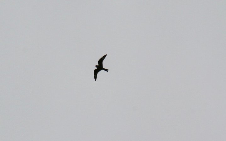 Photo (16): Common Nighthawk