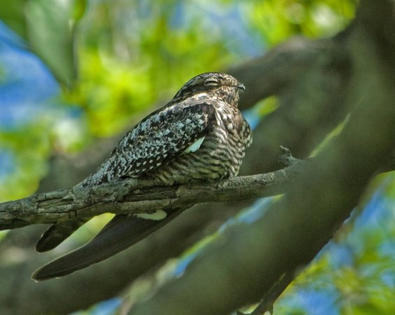 Photo (6): Common Nighthawk