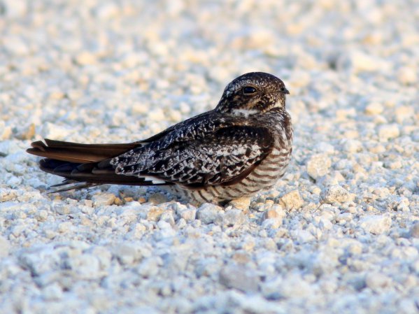 Photo (4): Common Nighthawk