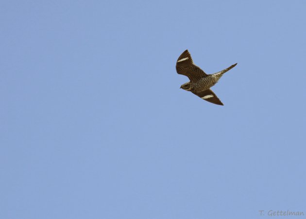 Photo (7): Common Nighthawk