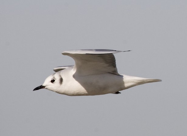 Photo (13): Bonaparte's Gull