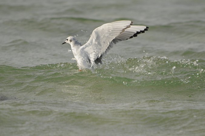 Photo (18): Bonaparte's Gull