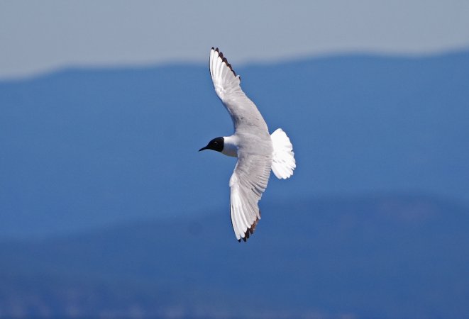 Photo (5): Bonaparte's Gull