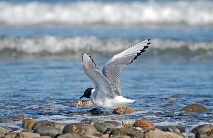 Photo (8): Bonaparte's Gull