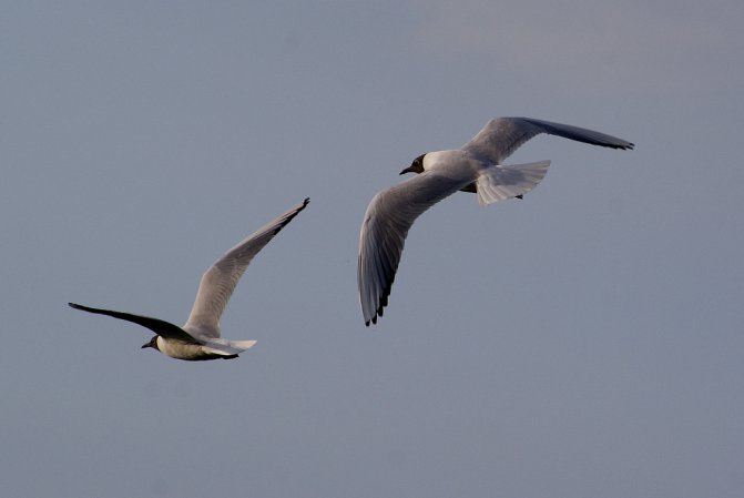 Photo (6): Bonaparte's Gull