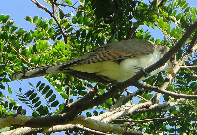 Photo (4): Yellow-billed Cuckoo