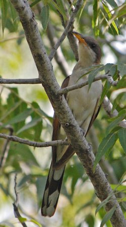 Photo (8): Yellow-billed Cuckoo