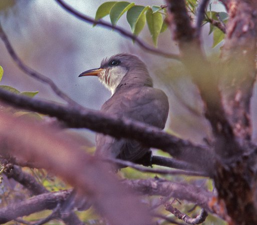 Photo (15): Yellow-billed Cuckoo