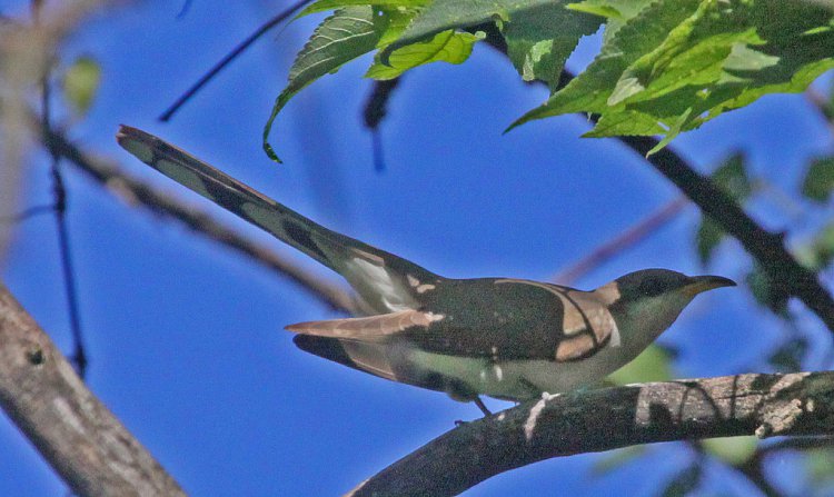 Photo (17): Yellow-billed Cuckoo