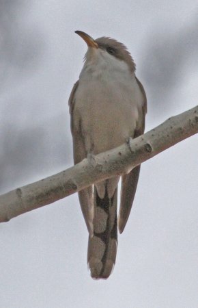 Photo (14): Yellow-billed Cuckoo