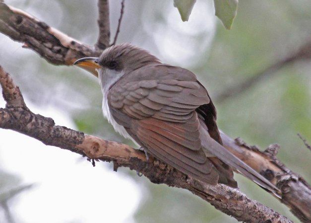Photo (9): Yellow-billed Cuckoo