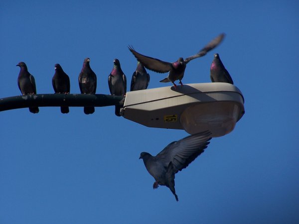 Photo (11): Rock Pigeon