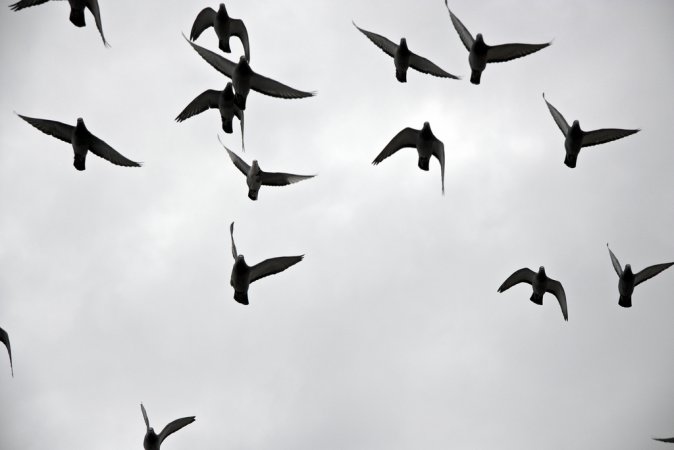 Photo (23): Rock Pigeon