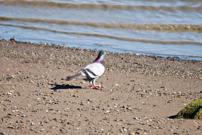 Photo (20): Rock Pigeon