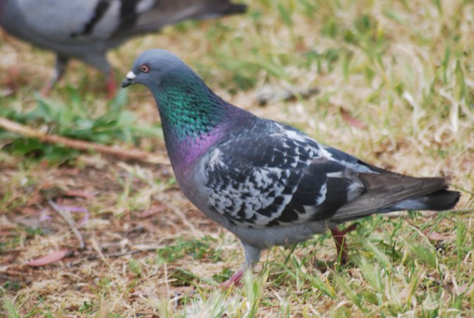Photo (17): Rock Pigeon