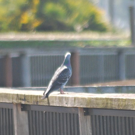 Photo (18): Rock Pigeon