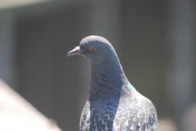 Photo (12): Rock Pigeon