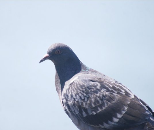 Photo (14): Rock Pigeon