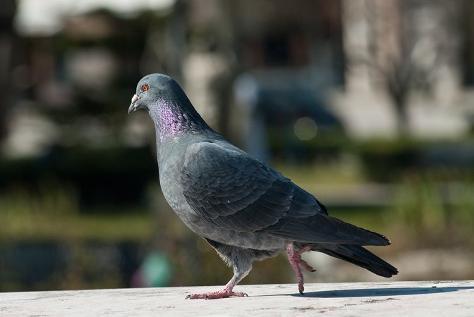 Photo (16): Rock Pigeon