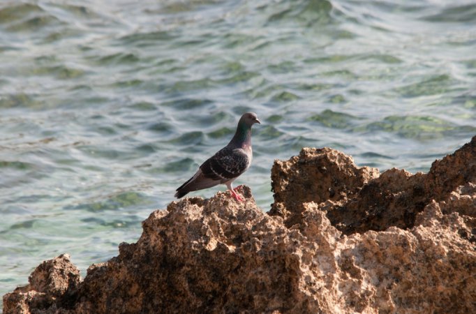 Photo (15): Rock Pigeon