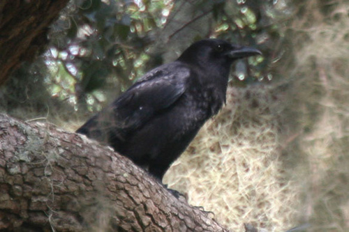 Photo (7): Fish Crow