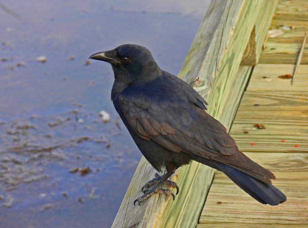 Photo (1): Fish Crow