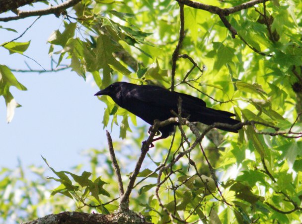 Photo (14): Fish Crow