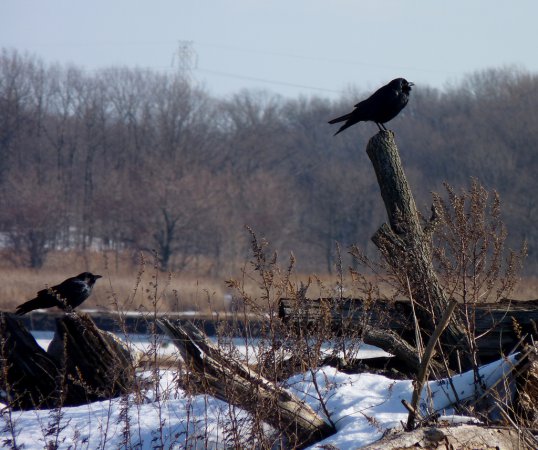 Photo (15): Fish Crow