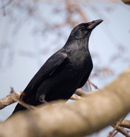 Photo (6): Fish Crow