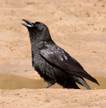 Photo (5): Fish Crow