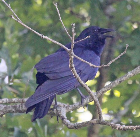 Photo (9): Fish Crow