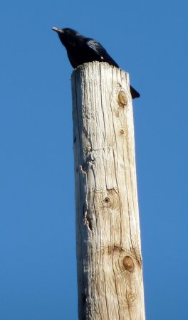 Photo (11): Fish Crow