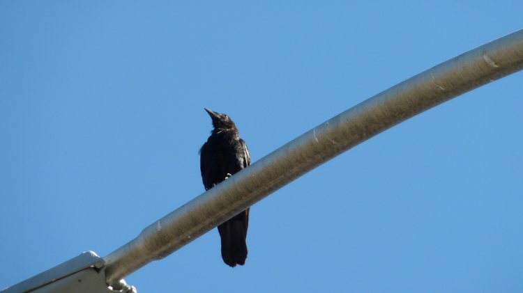 Photo (16): Fish Crow