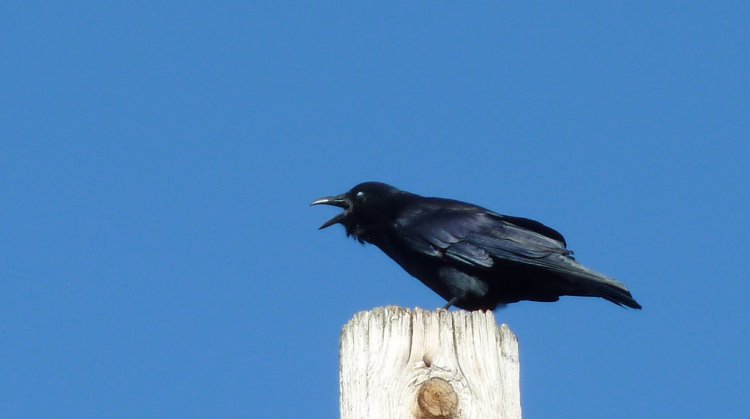 Photo (13): Fish Crow